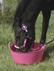 pony-eating-from-tubtrug.jpg